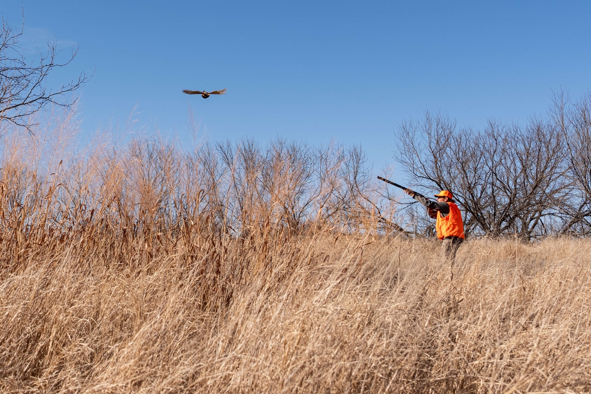 A hunter aiming down the barrel at a flushed pheasant in Texas
