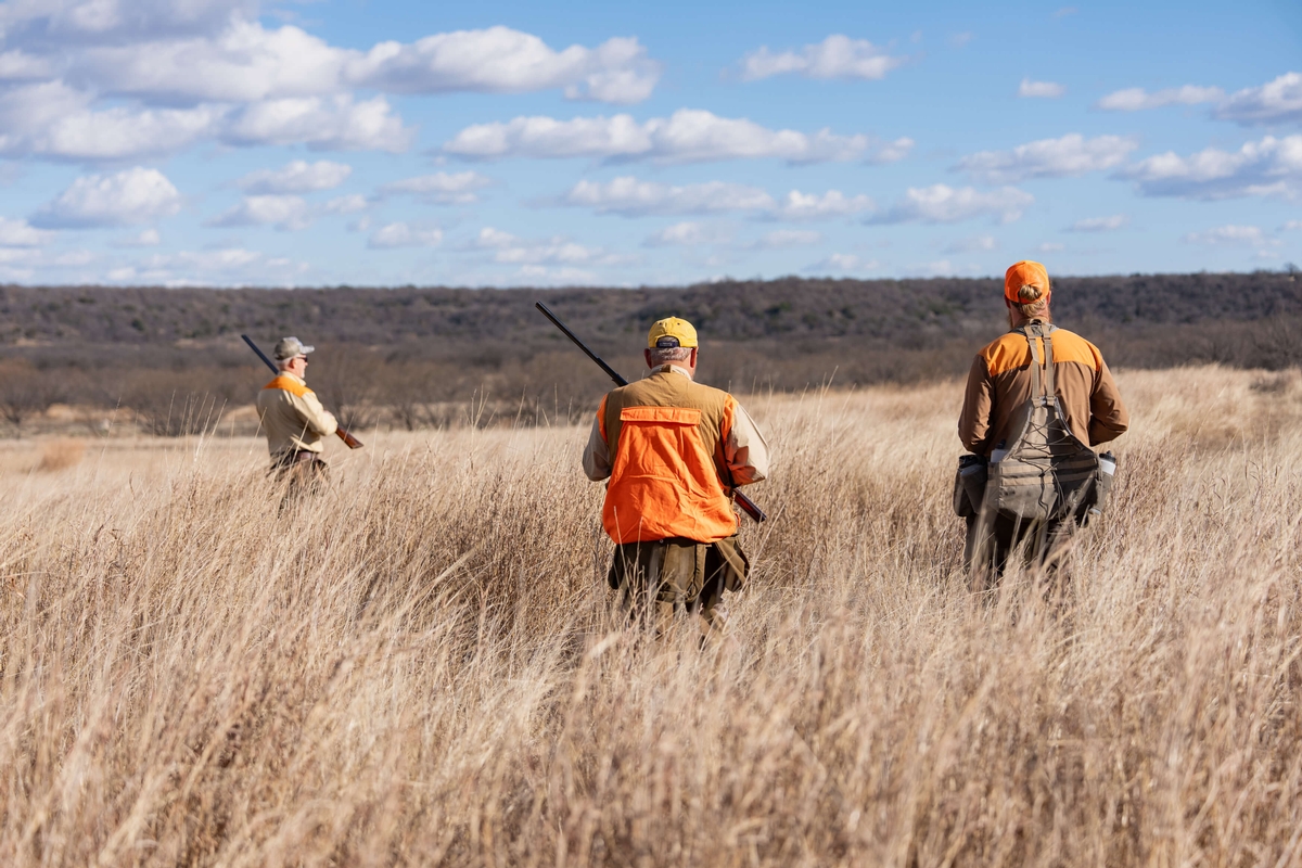 Quail Hunts in Texas